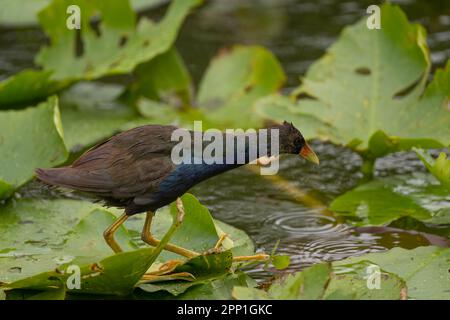 Gallinella viola sui tamponi per giglio Foto Stock