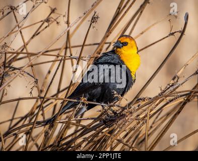 Un maschio Blackbird testa gialla arroccato in vegetazione paludosa sul bordo di una palude del Colorado. Foto Stock