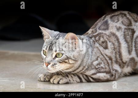 Gatto bengala d'argento che gioca Foto Stock