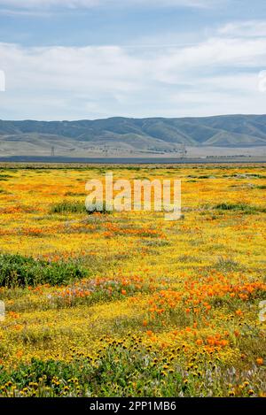 Fiori selvatici colorati presso la riserva di papavero della Valle dell'Antelope California durante una rara primavera di superfioritura. Fiori gialli e arancioni riempiono il paesaggio. Foto Stock