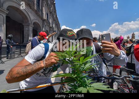 Toluca, Messico. 20th Apr, 2023. 20 aprile 2023 Toluca, Messico : migliaia di giovani e adulti sono scesi per le strade della città dove hanno partecipato alla camminata sulla cannabis del 5th in commemorazione della Giornata Mondiale della Cannabis, chiedendo la sua legalizzazione come pianta per scopi ricreativi. Il 20 aprile 2023 a Toluca, Messico. (Foto di Arturo Hernández/Eyepix Group/Sipa USA) Credit: Sipa USA/Alamy Live News Foto Stock