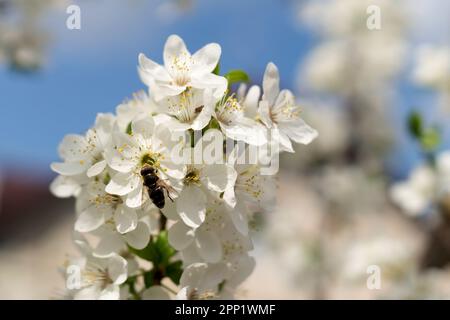 Mosca di hover o Eristalis tenax spesso sbagliato per essere un'ape su un ramo fiorito di un albero da frutto in primavera. Comune drone mosca impollinante fiore bianco Foto Stock