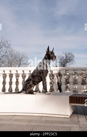 Il giovane nero Great Dane posa in città Foto Stock