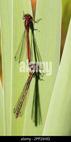 Rosso grande accoppiamento Damselflies. Foto Stock