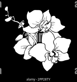 contorno bianco di un fiore orchidea su sfondo nero, logotipo, design monocromatico Foto Stock