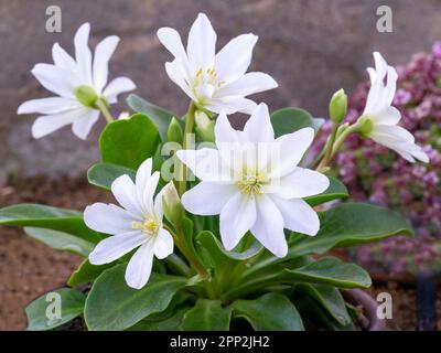 Bellissimi fiori bianchi di Lewisia tweedyi Alba Foto Stock