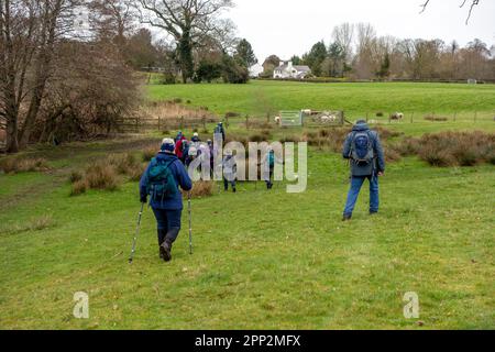 I membri del gruppo Sandbach U3A lungo a piedi godendo di escursioni nella campagna del Cheshire vicino a Marbury nel Cheshire Sud Foto Stock