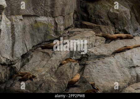 I leoni marini di Steller godono del sole estivo in una hall-out lungo un'isola rocciosa presso il Kenai Fjords National Park vicino a Seward, Alaska. Foto Stock