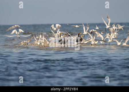 Cormorani e Terni, Florida Foto Stock