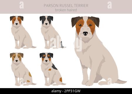 Parson Russel terrier rotto capelli clipart. Pose diverse, set di colori del mantello. Illustrazione vettoriale Illustrazione Vettoriale