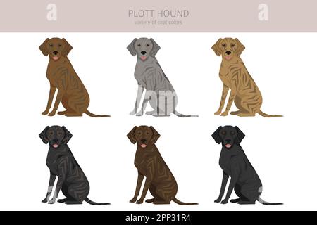 Clott hound clitpart. Pose diverse, colori del cappotto impostati. Illustrazione vettoriale Illustrazione Vettoriale