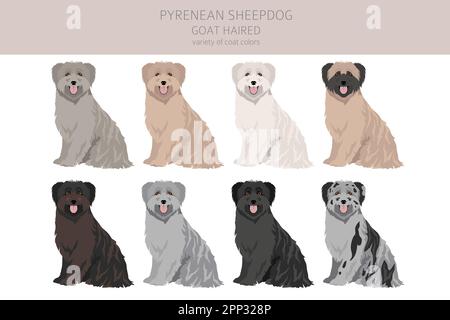 Cane da pecora dei Pirenei, capra capelli clipart. Pose diverse, colori del cappotto impostati. Illustrazione vettoriale Illustrazione Vettoriale