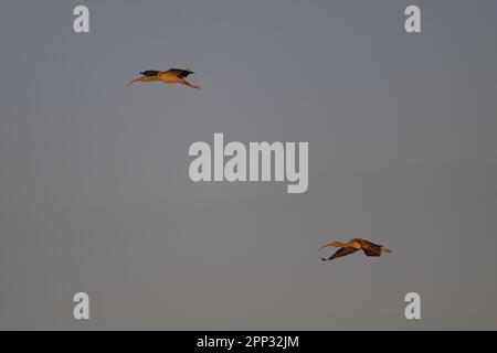 White Ibis in volo, Everglades Foto Stock