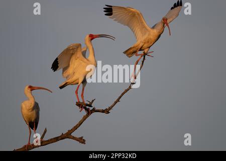 Tre ibis bianchi su una filiale, Everglades Foto Stock