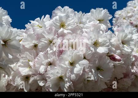 Primo piano della delicata fioritura di ciliegi rosa chiaro, fotografata a Regent's Park, Londra Foto Stock