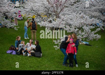 Vilnius, Lituania. 21st Apr, 2023. Le persone amano i ciliegi in fiore al Sakura Park di Vilnius. Sakura Park è stato fondato nel 2001 per celebrare il 100th° anniversario di nascita del diplomatico giapponese Chiune Sugihara, che ha servito come vice-console per l'Impero giapponese a Kaunas, Lituania. Durante la seconda guerra mondiale, Sugihara aiutò circa 6.000 ebrei provenienti da Lituania, Polonia e Germania a fuggire dall'Europa rilasciando loro visti di transito in modo da poter viaggiare attraverso il territorio giapponese. (Credit Image: © Yauhen Yerchak/SOPA Images via ZUMA Press Wire) SOLO PER USO EDITORIALE! Non per USO commerciale! Foto Stock