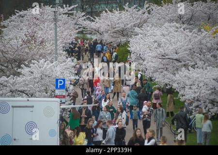 Vilnius, Lituania. 21st Apr, 2023. La gente cammina sotto i ciliegi in fiore al Sakura Park a Vilnius. Sakura Park è stato fondato nel 2001 per celebrare il 100th° anniversario di nascita del diplomatico giapponese Chiune Sugihara, che ha servito come vice-console per l'Impero giapponese a Kaunas, Lituania. Durante la seconda guerra mondiale, Sugihara aiutò circa 6.000 ebrei provenienti da Lituania, Polonia e Germania a fuggire dall'Europa rilasciando loro visti di transito in modo da poter viaggiare attraverso il territorio giapponese. (Credit Image: © Yauhen Yerchak/SOPA Images via ZUMA Press Wire) SOLO PER USO EDITORIALE! Non per USO commerciale! Foto Stock