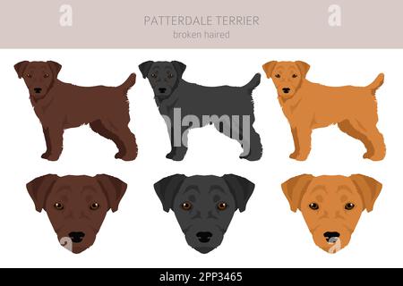Patterdale terrier rotto capelli clipart. Set di tutti i colori del mantello. Infografica sulle caratteristiche di tutte le razze di cani. Illustrazione vettoriale Illustrazione Vettoriale