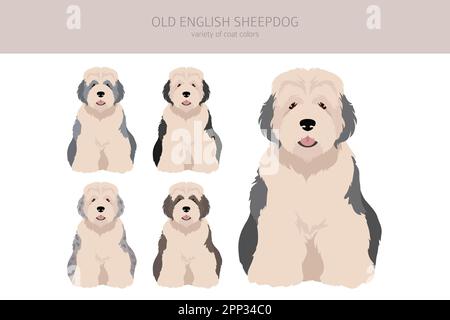 Vecchio clipart inglese di cane da pecora. Pose diverse, colori del cappotto impostati. Illustrazione vettoriale Illustrazione Vettoriale