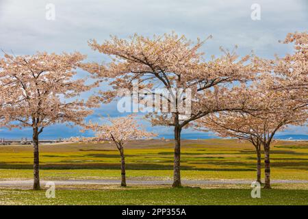 Alberi di ciliegio al Gary Point Park a Steveston British Columbia Canada Foto Stock