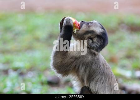 Scimmia cappuccina (sapajus), tipica scimmia brasiliana. Foto Stock