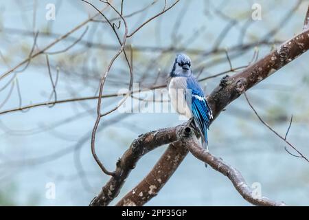 Un Bluebird orientale riposa su un ramo dell'albero tra i voli per raccogliere il materiale di nidificazione per la sua deposizione di uovo imminente. Foto Stock