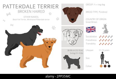 Patterdale terrier rotto capelli clipart. Set di tutti i colori del mantello. Infografica sulle caratteristiche di tutte le razze di cani. Illustrazione vettoriale Illustrazione Vettoriale