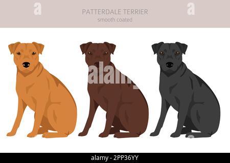 Clipart Patterdale terrier con rivestimento liscio. Set di tutti i colori del mantello. Infografica sulle caratteristiche di tutte le razze di cani. Illustrazione vettoriale Illustrazione Vettoriale