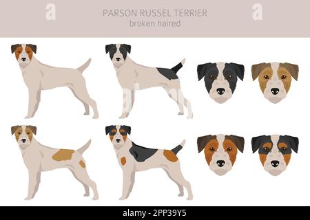 Parson Russel terrier rotto capelli clipart. Pose diverse, set di colori del mantello. Illustrazione vettoriale Illustrazione Vettoriale