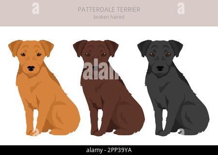 Patterdale terrier rotto capelli clipart. Set di tutti i colori del mantello. Infografica sulle caratteristiche di tutte le razze di cani. Illustrazione vettoriale Illustrazione Vettoriale