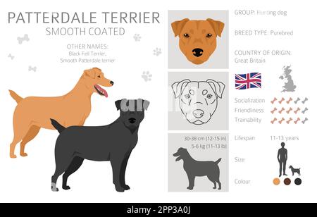 Clipart Patterdale terrier con rivestimento liscio. Set di tutti i colori del mantello. Infografica sulle caratteristiche di tutte le razze di cani. Illustrazione vettoriale Illustrazione Vettoriale