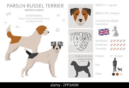 Parson Russel terrier rotto capelli clipart. Pose diverse, set di colori del mantello. Illustrazione vettoriale Illustrazione Vettoriale