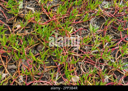 Primo piano di pigface, una copertura di terra succulenta che cresce nelle zone umide costiere di Wynnum, Brisbane, Queensland, Australia Foto Stock