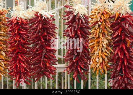 Mazzetti di peperoncini secchi appendono in un espositore pronto per la vendita Foto Stock