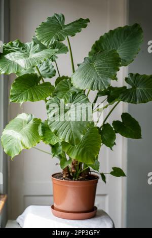 Closeup di piante di casa di Alocasia a casa. Elefanti giganti pianta orecchio con foglie verdi lussureggianti. Giardino interno Foto Stock