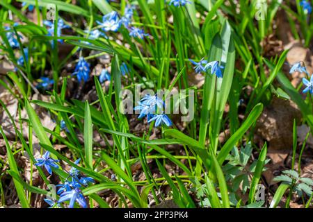 Vista ravvicinata dei fiori selvatici di squill siberiano blu, una pianta non coltivata e invasiva che cresce in una foresta boschiva all'inizio della primavera Foto Stock