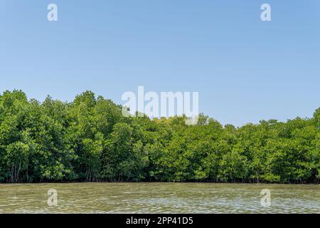 Baldacchino della foresta di mangrovie in linea retta con acqua sotto di essa e cielo che copre la parte superiore della foto Foto Stock