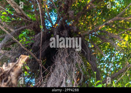 Le radici dell'ora d'oro di un albero banyan con fogliame verde e un cielo blu in lontananza. Foto Stock