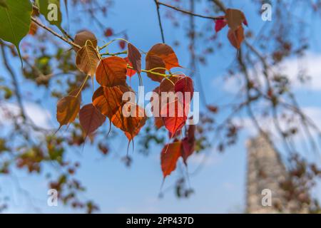 La giovane luce a foglia di Peepal è cresciuta ad arancione con foglie di colore verde a contrasto sullo sfondo con il cielo dietro di essa Foto Stock