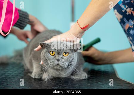 due groomers che tengono il gatto in una posizione sdraiata mentre pettina la pelliccia. Cura professionale degli animali domestici Foto Stock