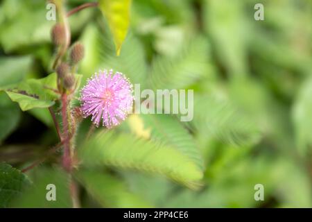 Lojjaboti o Touch me Not Plant o Mimosa pudica è una pianta di fioritura annuale o perenne della famiglia dei piselli o dei legumi Fabaceae. Pla sensibile Foto Stock