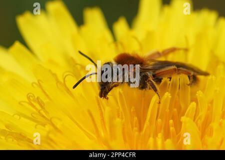 Primo piano naturale su un'ape mineraria dalla coda rossa, Andrena Emorrhoa, seduta su un dente di leone giallo, Taraxacum officinale Foto Stock