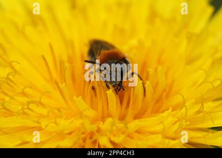 Primo piano frontale naturale su un'ape mineraria dalla coda rossa, Andrena Emorrhoa, seduta su un dente di leone giallo, Taraxacum officinale Foto Stock