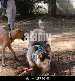 Husky siberiano in petpark senza foto del proprietario Foto Stock