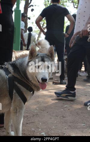 Husky siberiano in petpark senza foto del proprietario Foto Stock