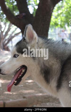 Husky siberiano in petpark senza foto del proprietario Foto Stock