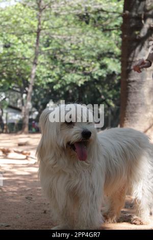 Pyrenean Shepherd razze diverse cane pelliccia bianca lunga Foto Stock