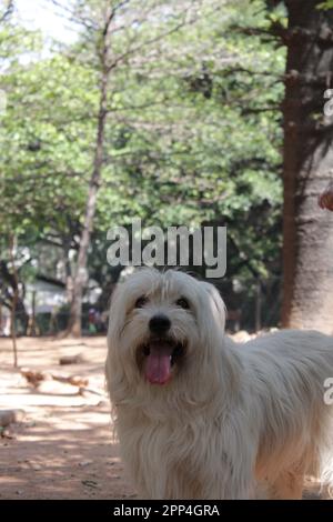 Pyrenean Shepherd razze diverse cane pelliccia bianca lunga Foto Stock