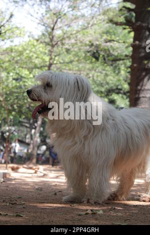 Pyrenean Shepherd razze diverse cane pelliccia bianca lunga Foto Stock