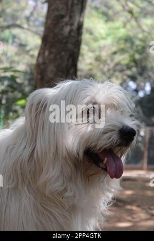 Pyrenean Shepherd razze diverse cane pelliccia bianca lunga Foto Stock